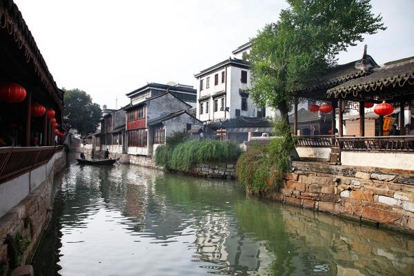 黑颈鹤在阳光下觅食神态悠闲惹人关注
